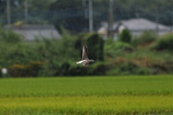 アオアシシギ 小山市 2021年9月4日(土)