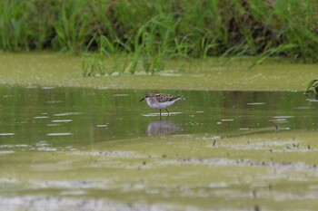 Long-toed Stint 小山市 Sat, 9/4/2021