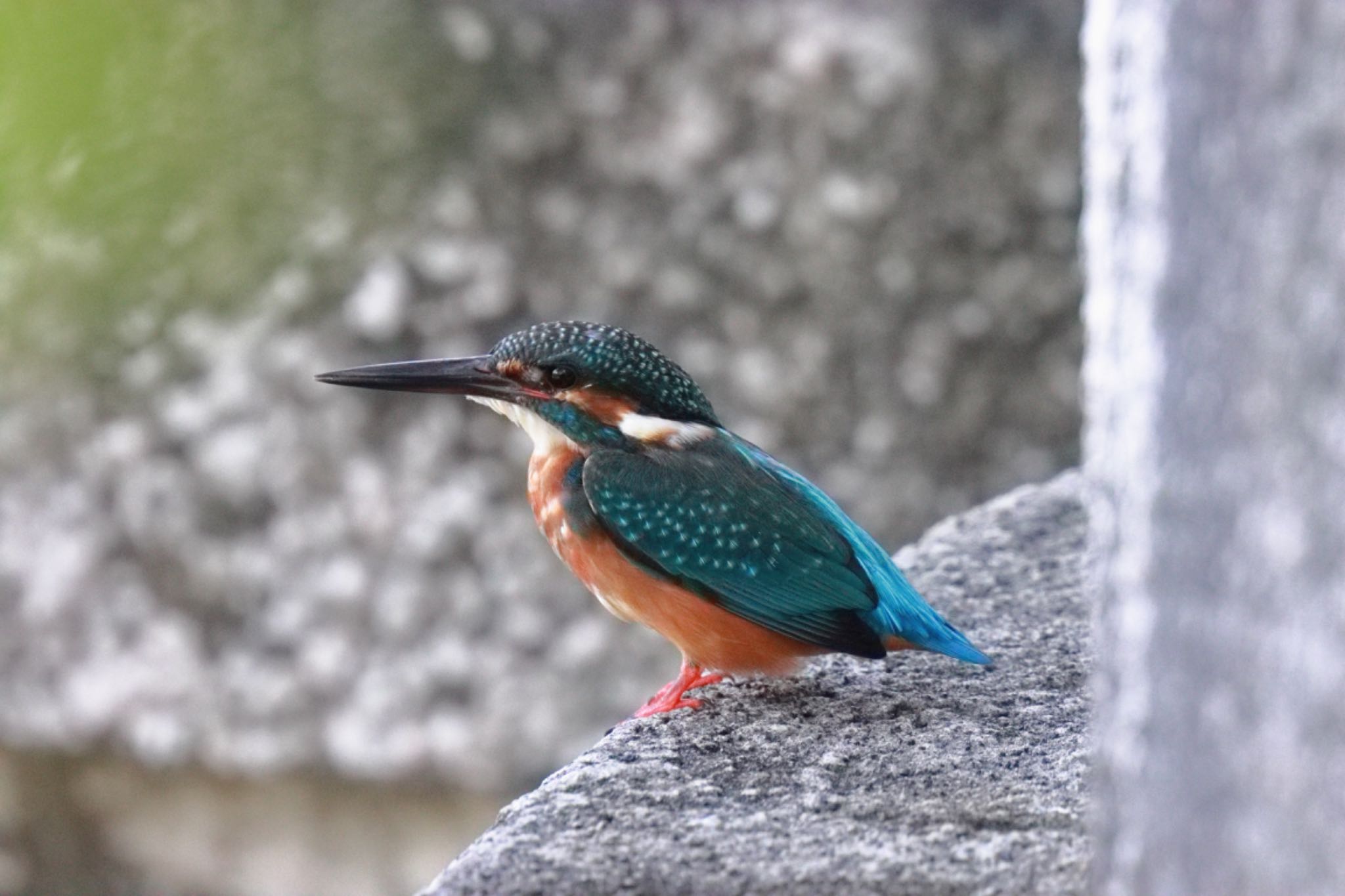 鶴舞公園(名古屋) カワセミの写真 by Yoshitaka Ito