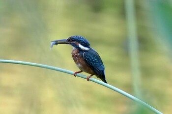 カワセミ 鶴舞公園(名古屋) 2021年10月2日(土)