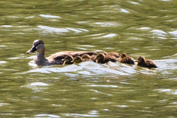 Eastern Spot-billed Duck Unknown Spots Tue, 4/25/2017