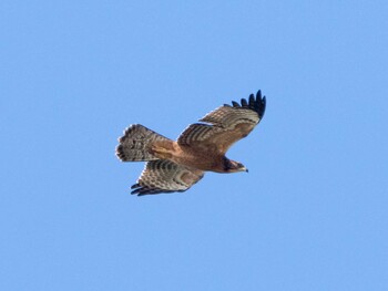 2021年10月2日(土) 伊良湖岬の野鳥観察記録