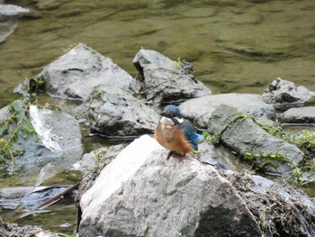 Common Kingfisher 将府公園(北京) Mon, 10/4/2021