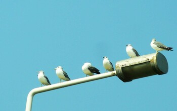 2021年8月28日(土) 湘南の野鳥観察記録