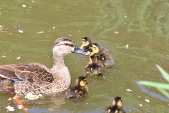 Eastern Spot-billed Duck Unknown Spots Tue, 4/25/2017