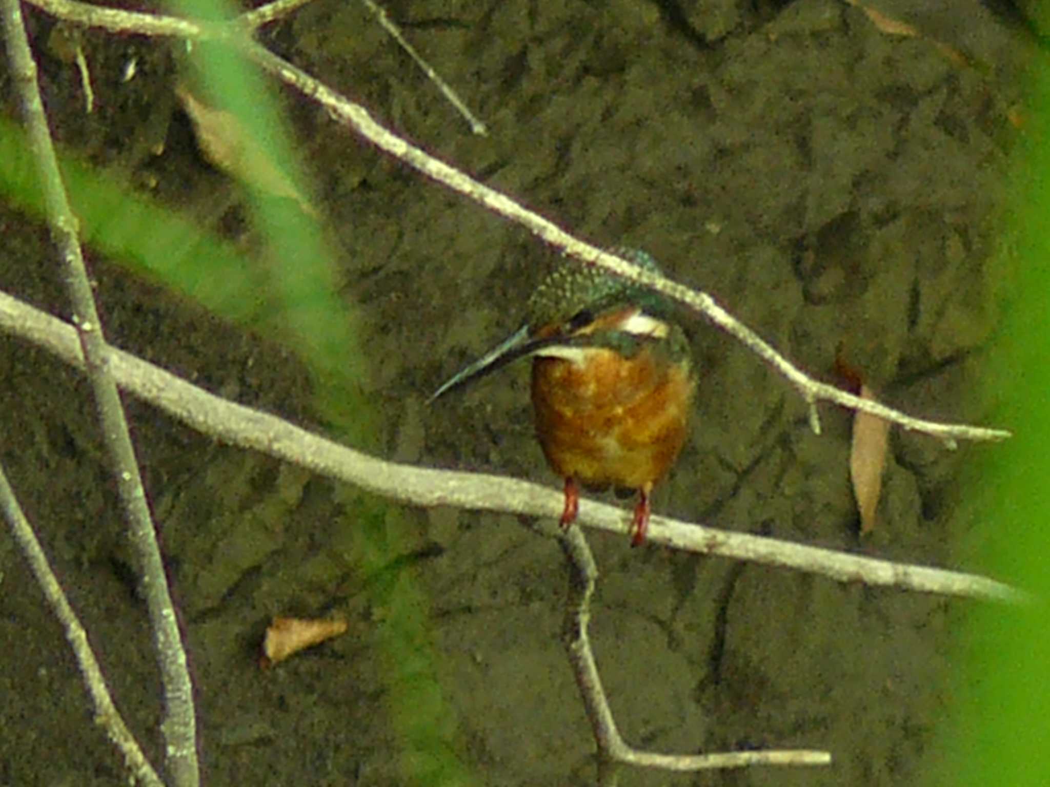 カワセミ