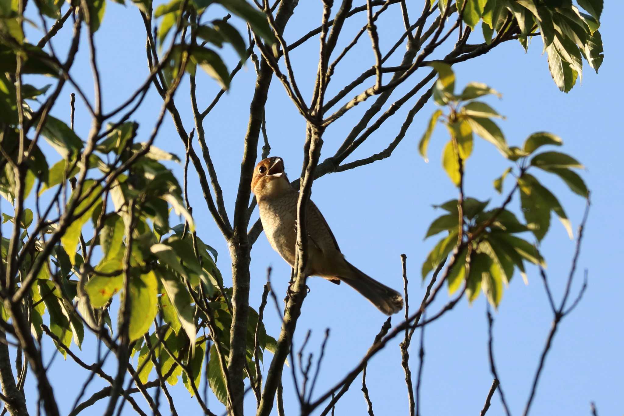 Bull-headed Shrike