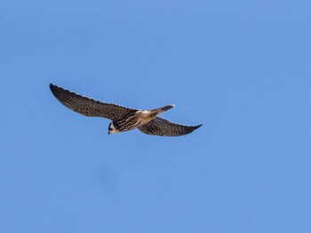 2021年10月3日(日) 伊良湖岬の野鳥観察記録