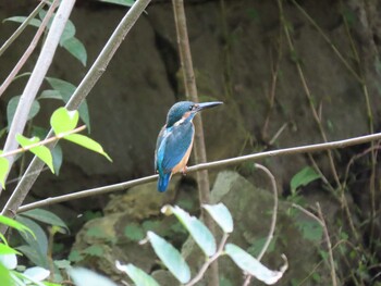 2021年10月3日(日) 猿江恩賜公園の野鳥観察記録