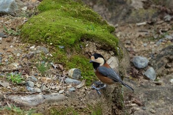 2021年9月29日(水) 春日山原始林の野鳥観察記録