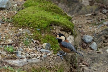 Varied Tit 春日山原始林 Wed, 9/29/2021