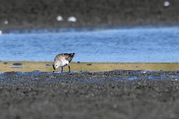 ハマシギ ふなばし三番瀬海浜公園 2021年10月4日(月)