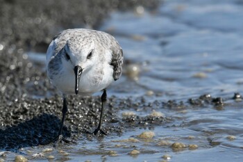 ミユビシギ ふなばし三番瀬海浜公園 2021年10月4日(月)