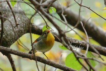 2021年9月29日(水) 大阪府民の森むろいけ園地の野鳥観察記録