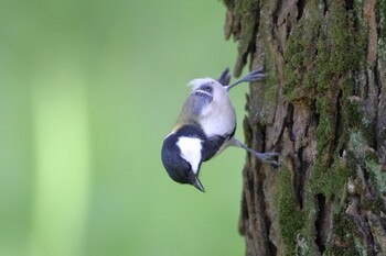 シジュウカラ 庄内緑地公園 2021年10月4日(月)