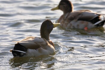 マガモ 庄内緑地公園 2021年10月4日(月)