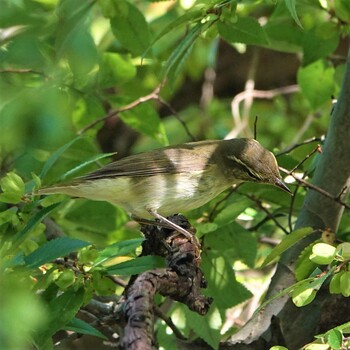 2021年10月4日(月) 守山みさき自然公園の野鳥観察記録