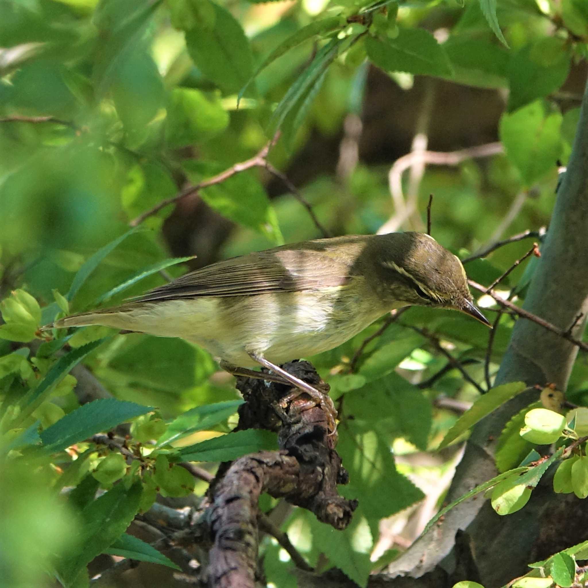 Japanese Leaf Warbler