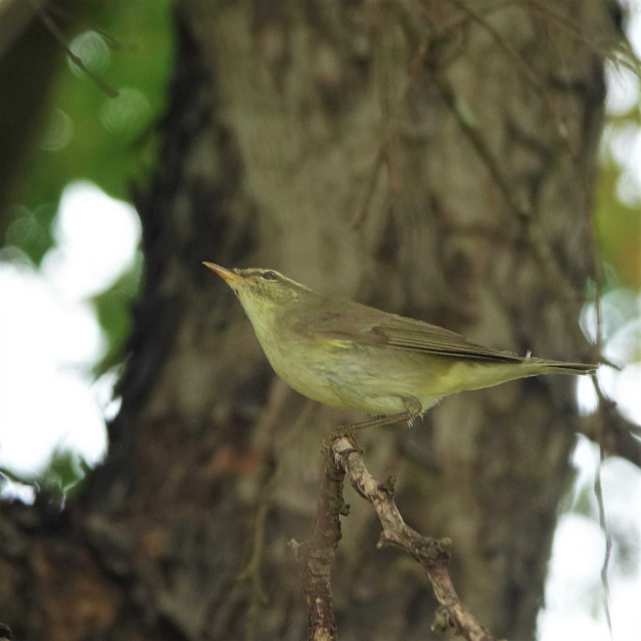 Japanese Leaf Warbler