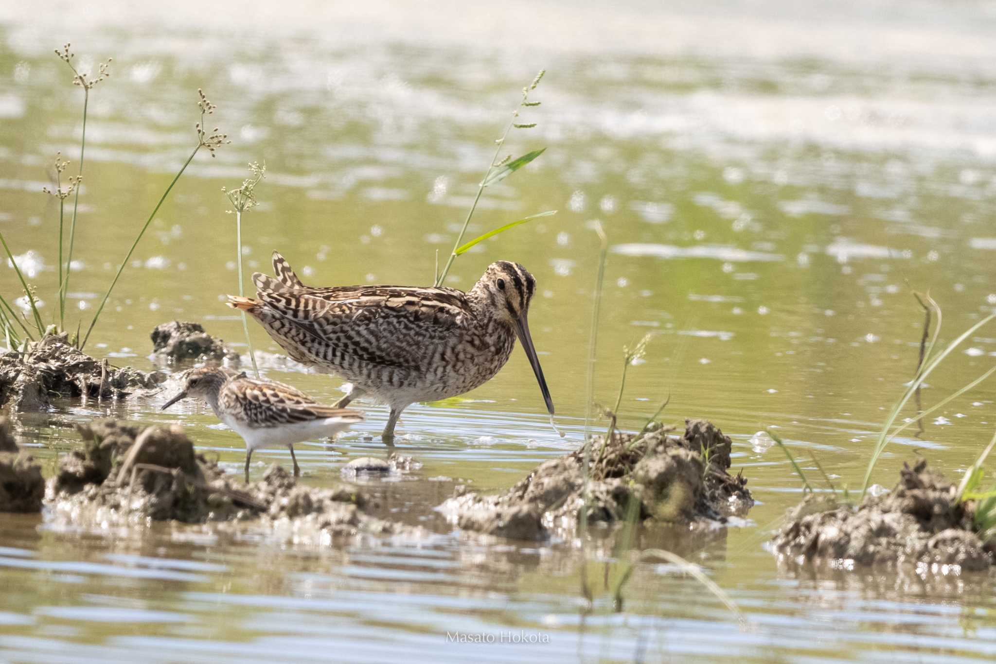 Pin-tailed Snipe