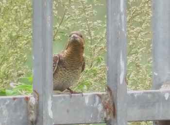 2021年9月15日(水) 滹沱河(河北省石家荘)の野鳥観察記録