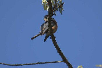 Varied Tit 滋賀県希望が丘文化公園 Sun, 4/23/2017