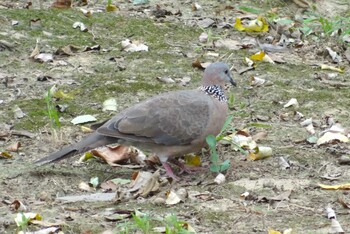 Spotted Dove 滹沱河(河北省石家荘) Wed, 9/15/2021