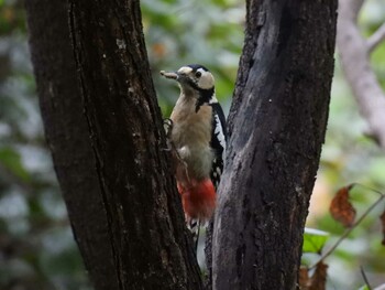 Tue, 10/5/2021 Birding report at Chaoyang Park(Beijing)