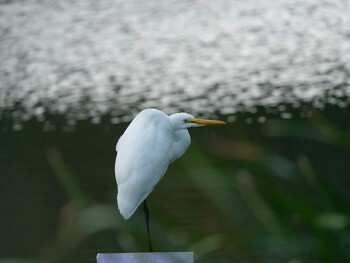 2021年10月4日(月) 三ツ池公園(横浜市鶴見区)の野鳥観察記録