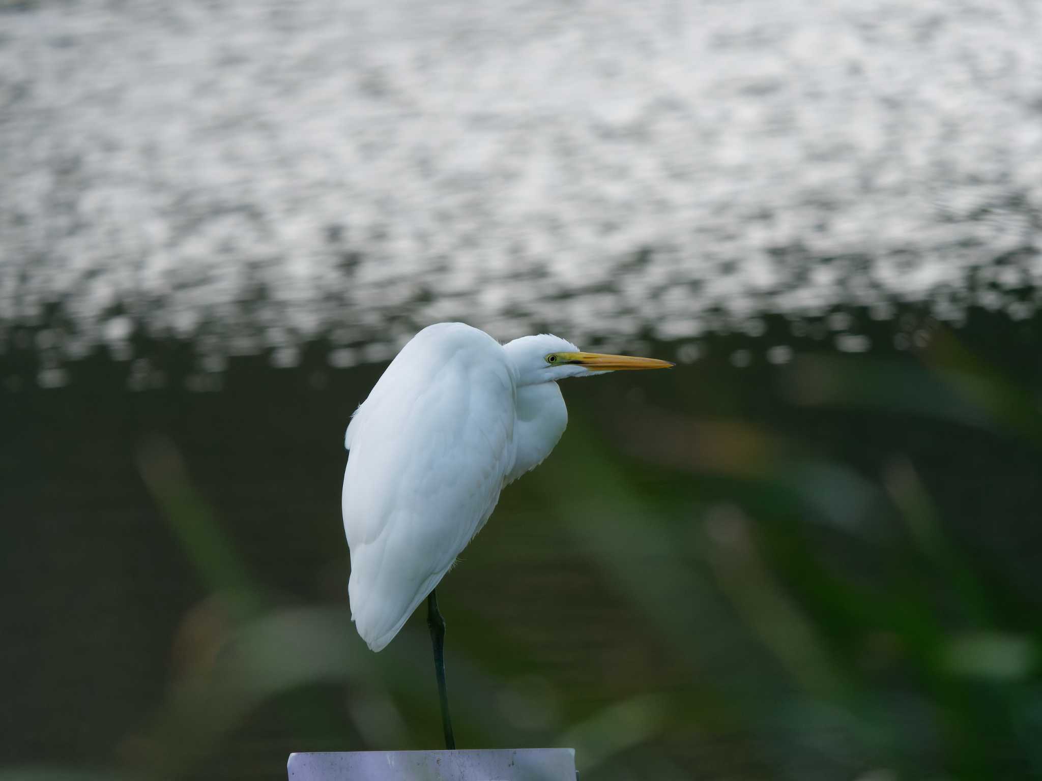 三ツ池公園(横浜市鶴見区) ダイサギの写真 by 丁稚