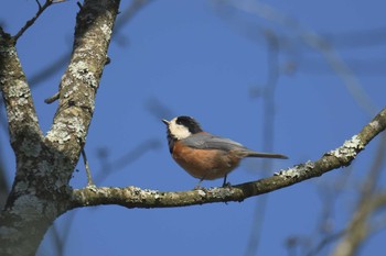 Varied Tit 滋賀県希望が丘文化公園 Sun, 4/23/2017