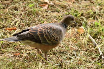 Oriental Turtle Dove Nishioka Park Tue, 10/5/2021