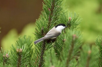 ハシブトガラ 西岡公園(西岡水源地) 2021年10月5日(火)