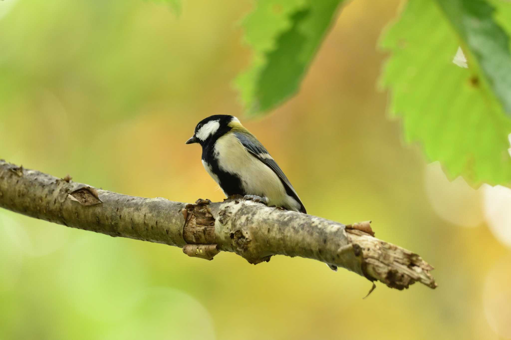 Photo of Japanese Tit at Nishioka Park by North* Star*