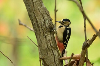 Great Spotted Woodpecker Nishioka Park Tue, 10/5/2021