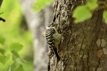 Japanese Pygmy Woodpecker Nishioka Park Tue, 10/5/2021