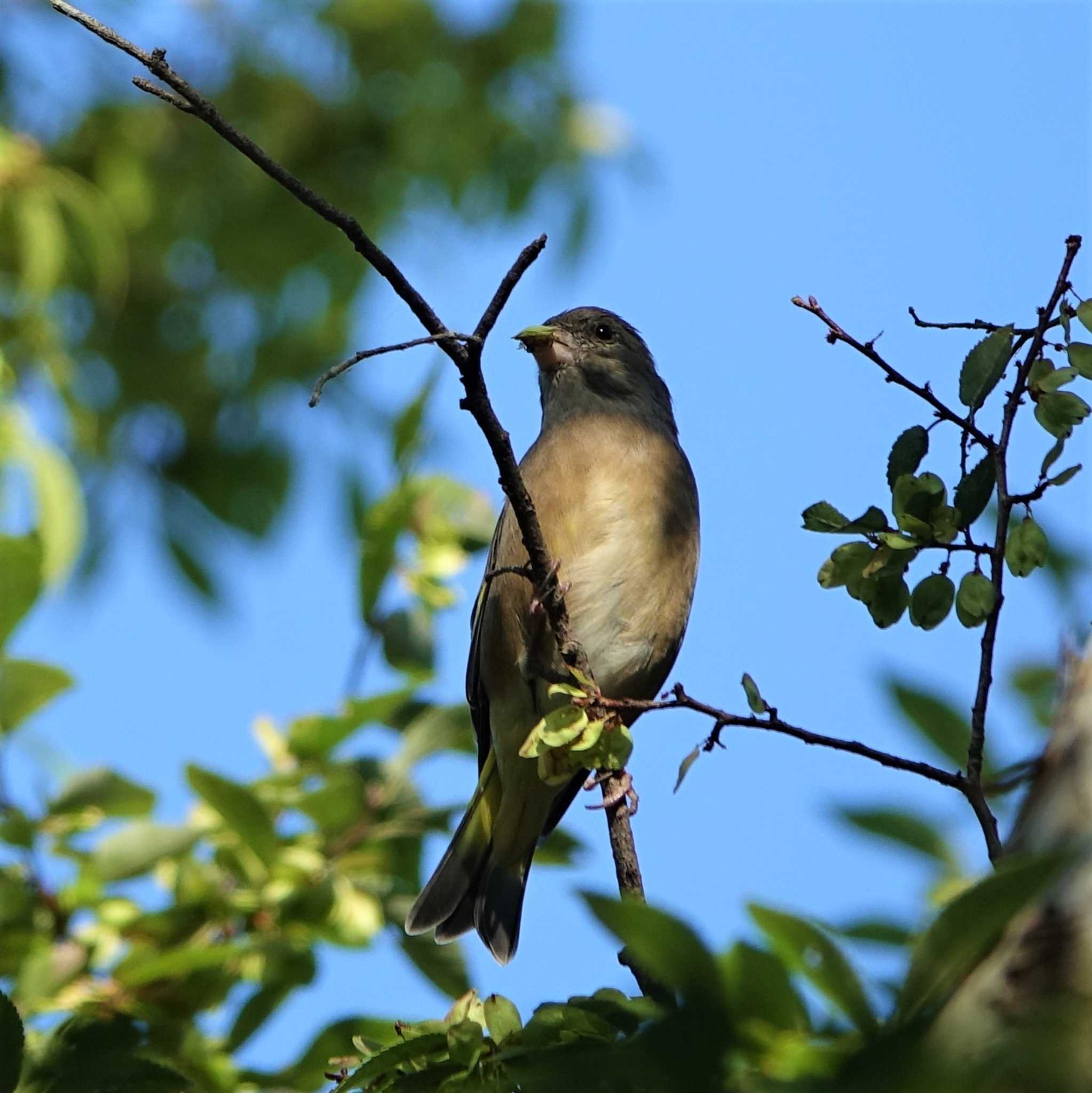 Grey-capped Greenfinch