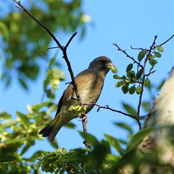 Grey-capped Greenfinch 守山みさき自然公園 Mon, 10/4/2021