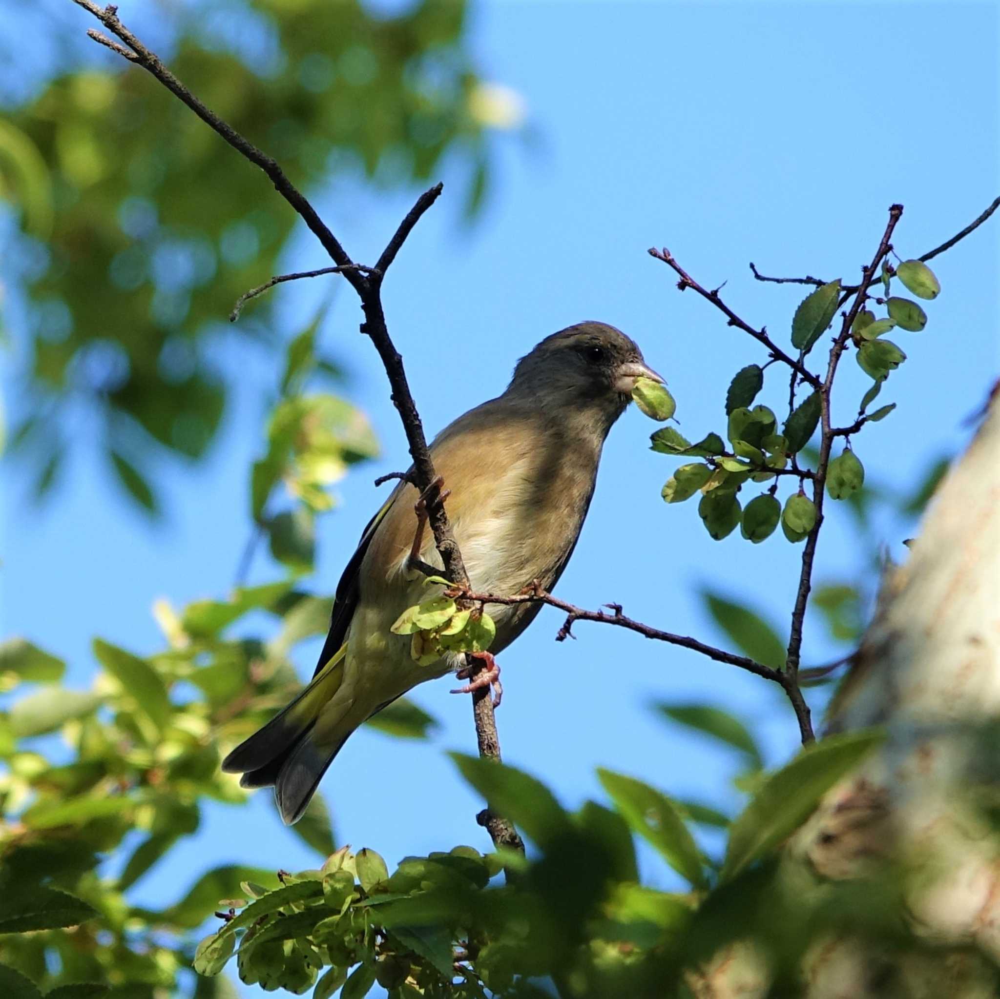 Grey-capped Greenfinch