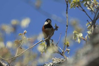 Varied Tit 滋賀県希望が丘文化公園 Sun, 4/23/2017