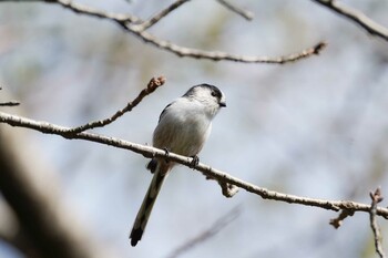 エナガ 権現山(弘法山公園) 2021年10月3日(日)