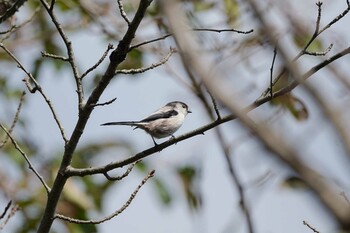 エナガ 権現山(弘法山公園) 2021年10月3日(日)