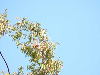 Bull-headed Shrike Shinjuku Gyoen National Garden Tue, 10/5/2021