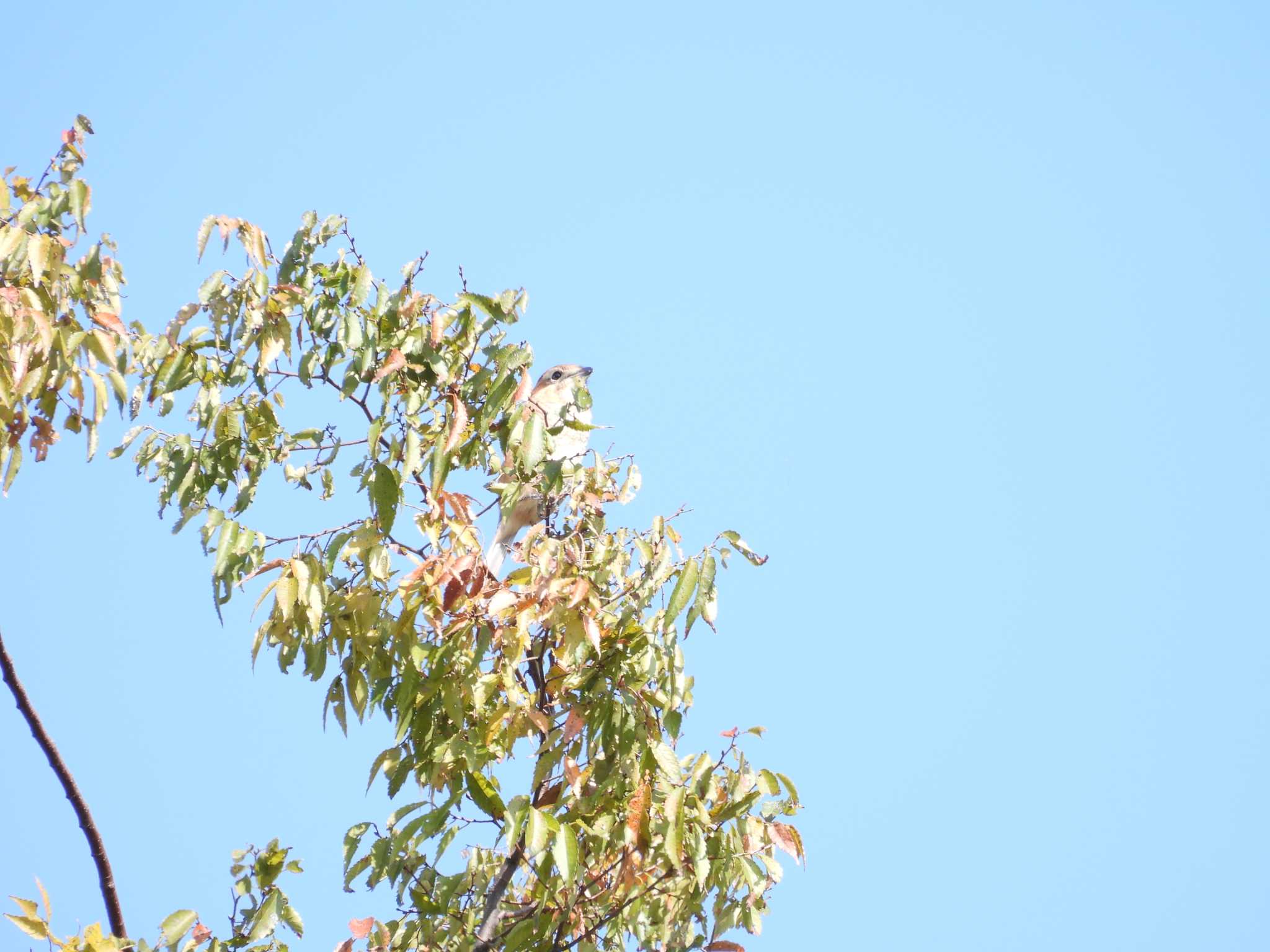 Photo of Bull-headed Shrike at Shinjuku Gyoen National Garden by もしも