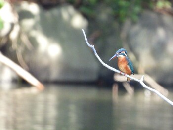 Common Kingfisher Shinjuku Gyoen National Garden Tue, 10/5/2021