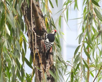 2021年9月18日(土) 長安公園(河北省石家荘)の野鳥観察記録