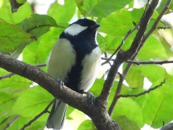 シジュウカラ 秋ヶ瀬公園(ピクニックの森) 2021年10月5日(火)