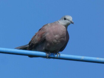 Red Collared Dove Yoron Island Tue, 10/5/2021