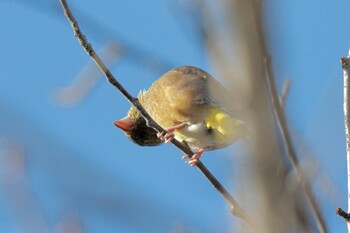 カワラヒワ 落合公園 2021年10月5日(火)