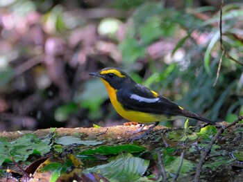 キビタキ 権現山(弘法山公園) 2021年10月4日(月)